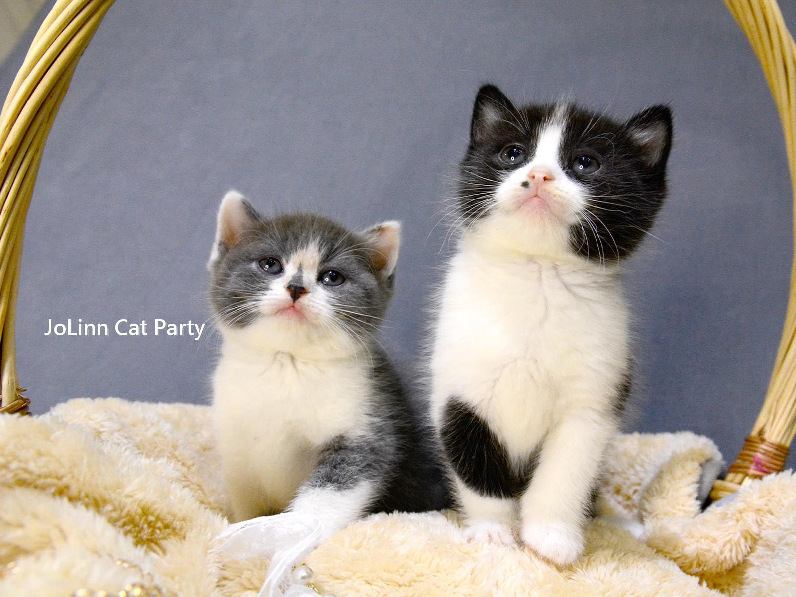 貓咪派對／藍三花 黑白賓士 英國短毛貓