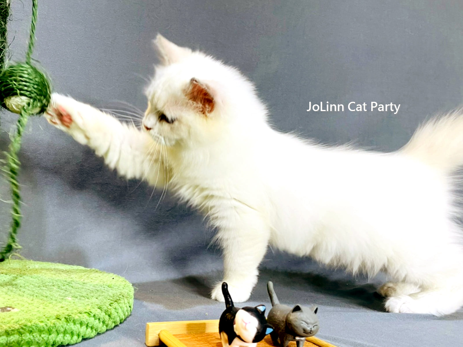 貓咪派對／海豹雙色布偶貓