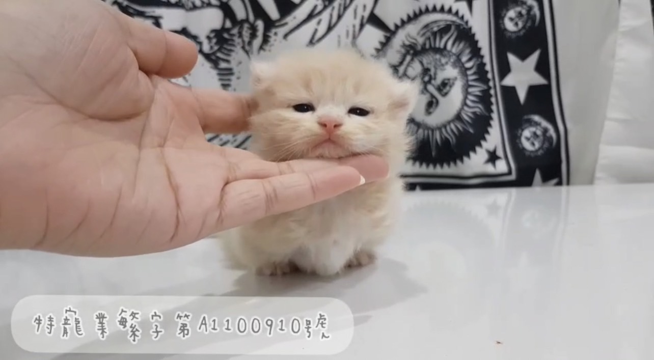 尊爵名皇／奶油色高端小步舞曲