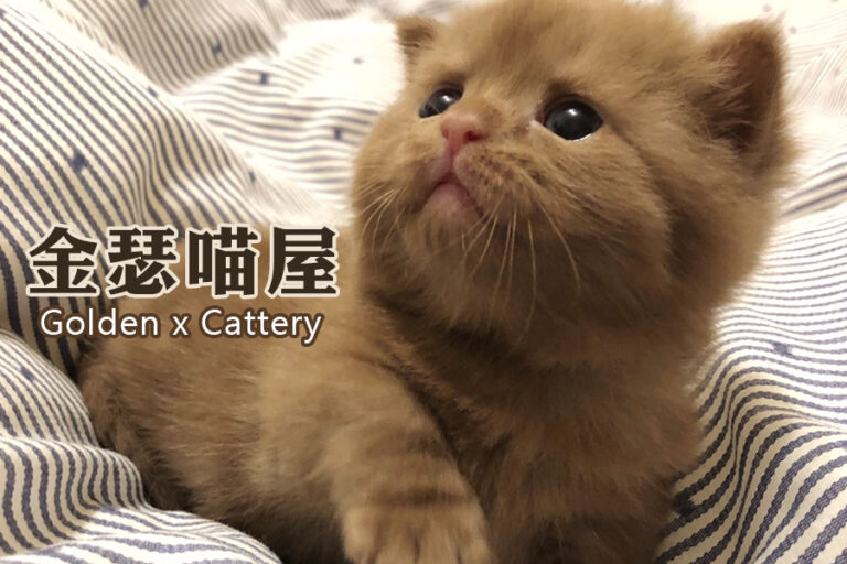 嚴選合法寵物店-金瑟喵屋