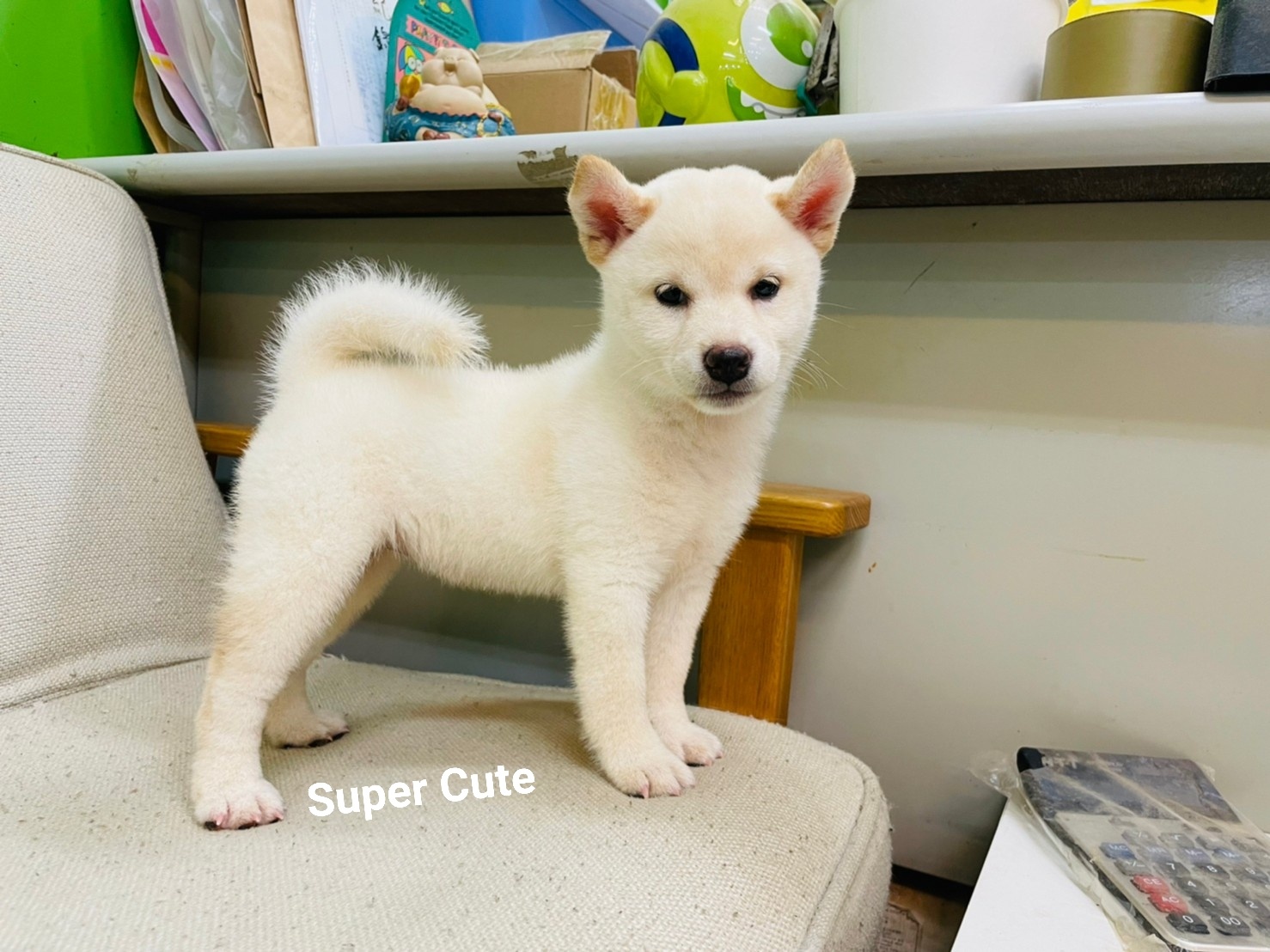 超可愛名犬社／超可愛的小白柴