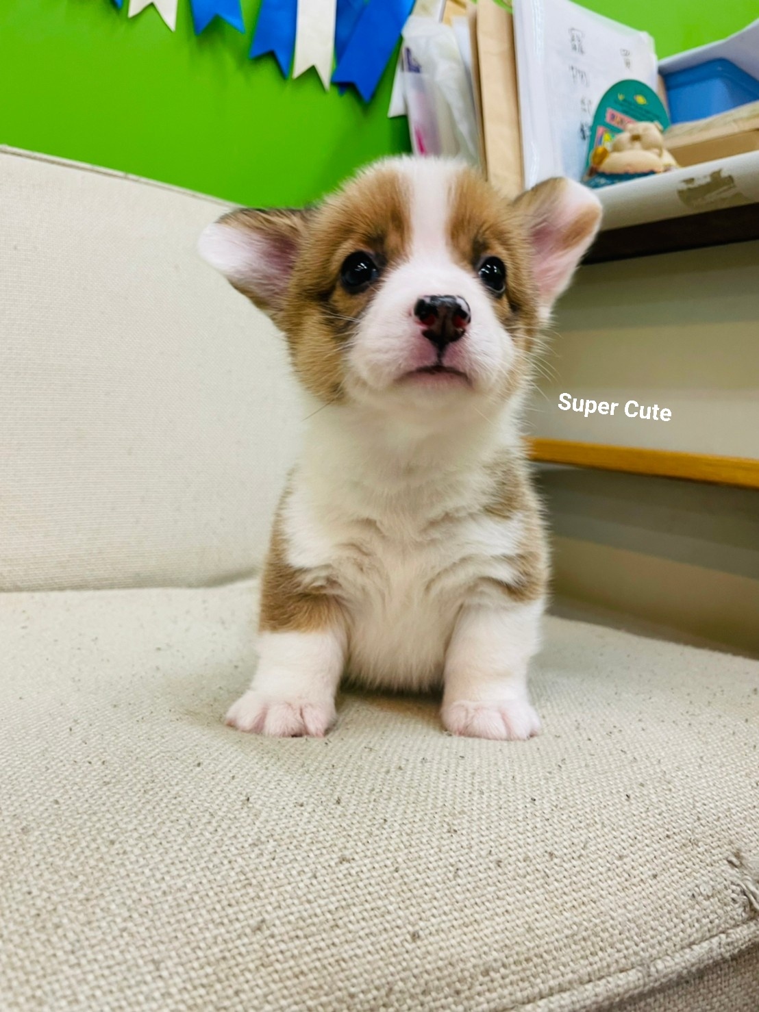 超可愛名犬社／超可愛的雙色柯基