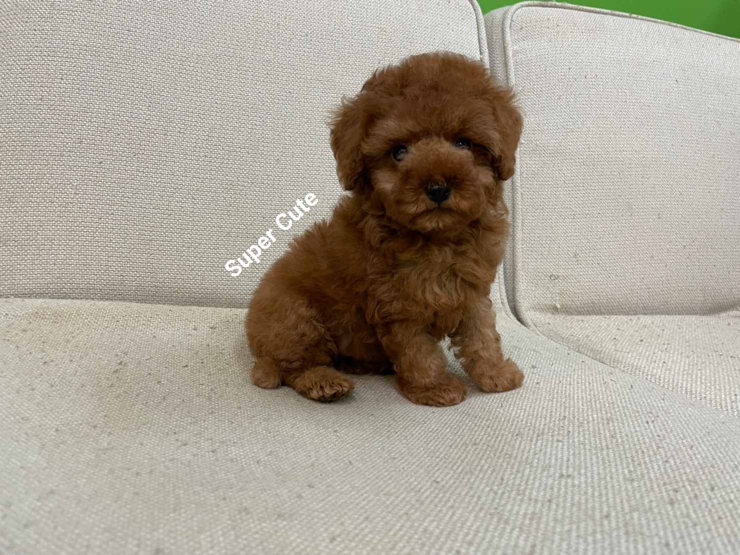 超可愛名犬社／超可愛的紅貴賓