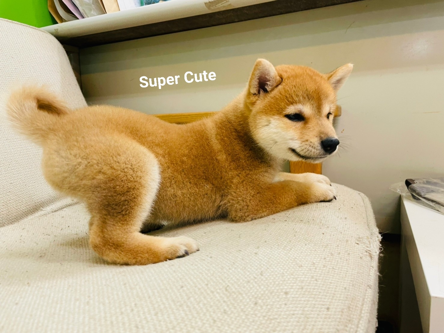 超可愛名犬社／超可愛的赤柴寶寶
