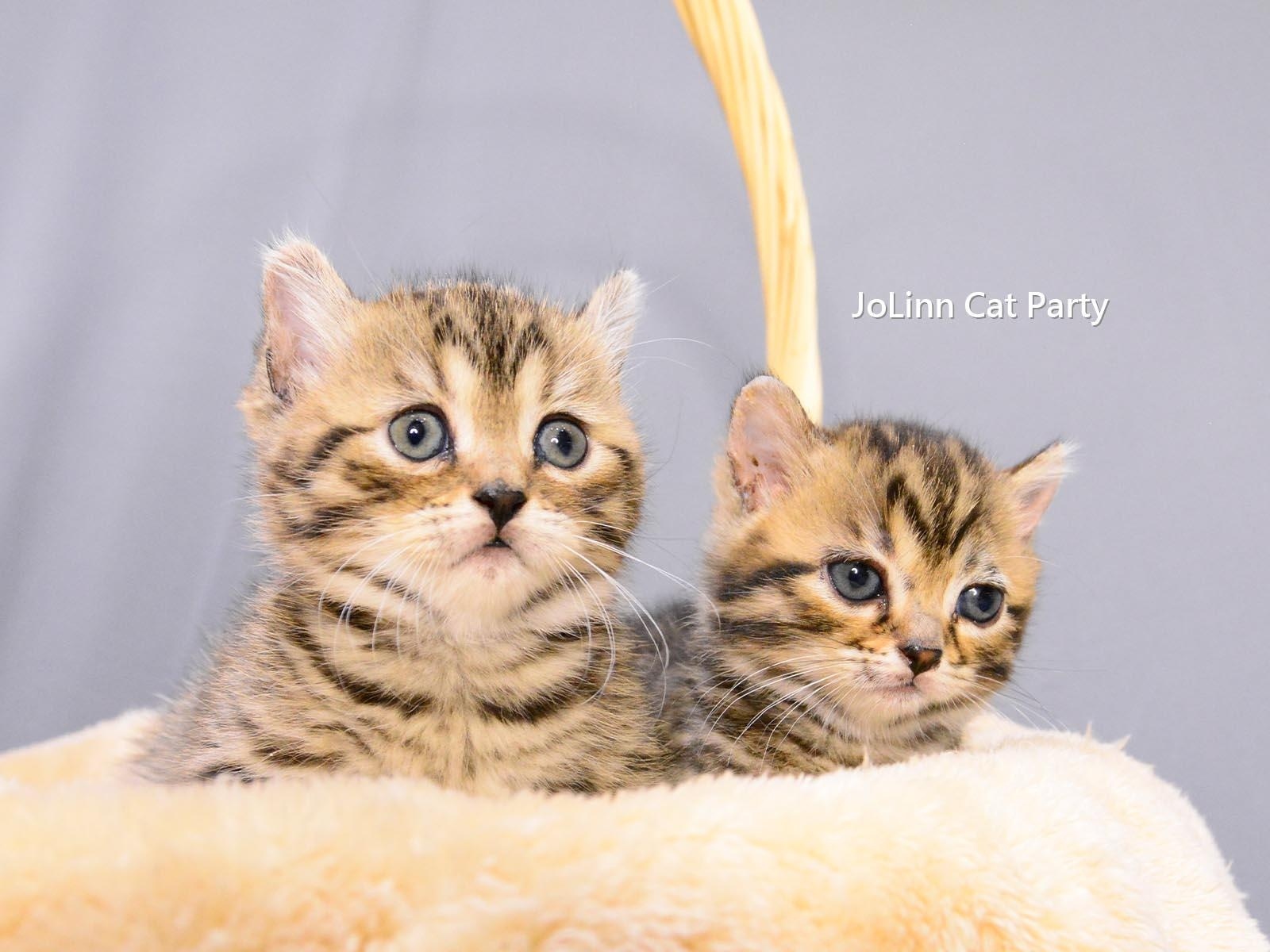 貓咪派對／豹紋曼赤肯 短腿豹貓