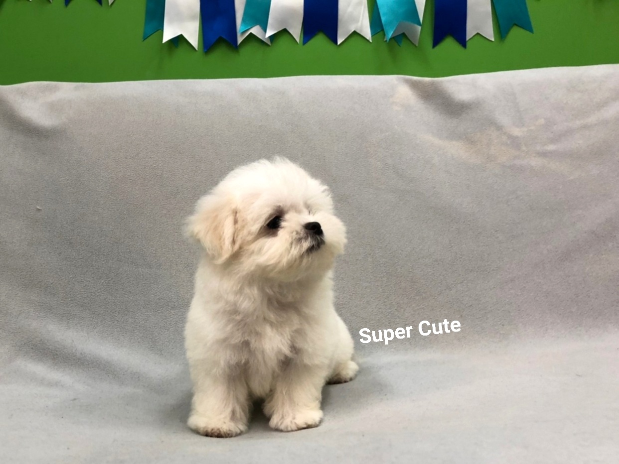 超可愛名犬社／超可愛的瑪爾幼犬