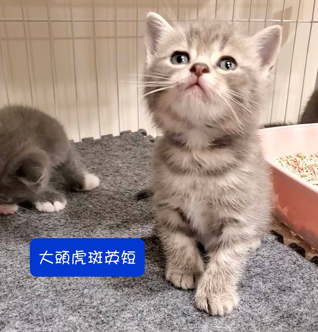 阿寶貝貝喵喵小舖／大頭虎斑 英國短毛貓