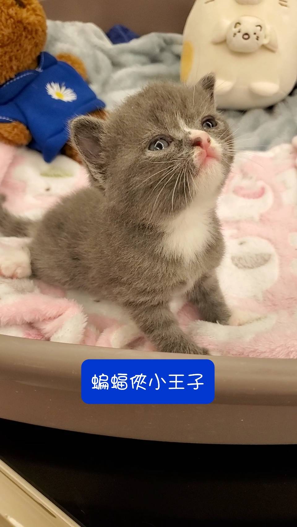 阿寶貝貝喵喵小舖／藍白色蝙蝠俠英短