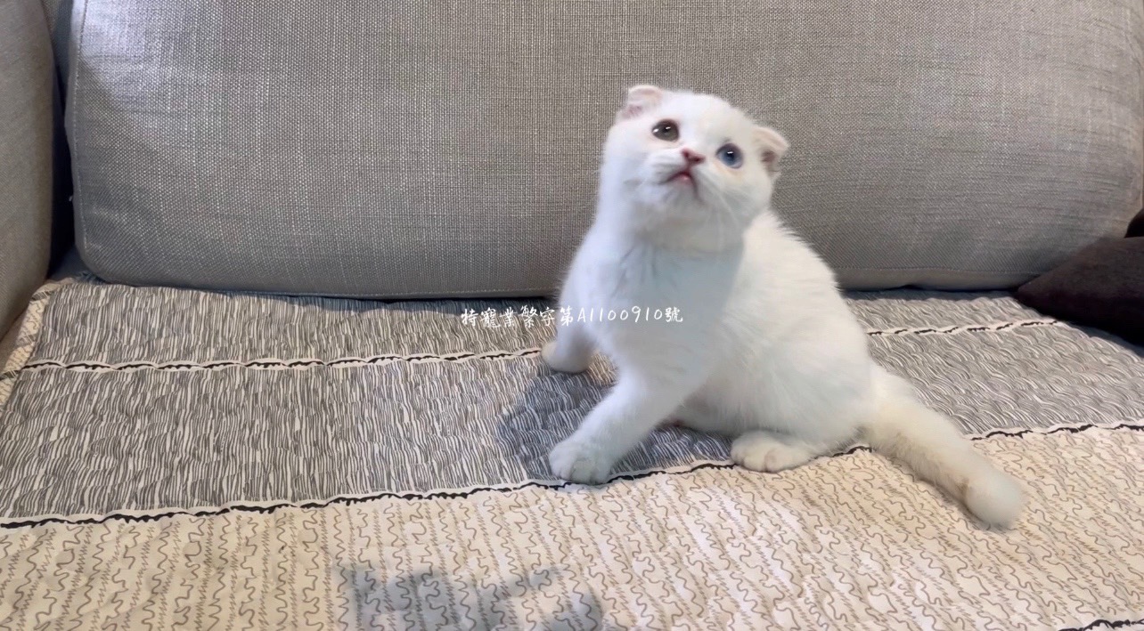 尊爵名皇／白色異瞳貓