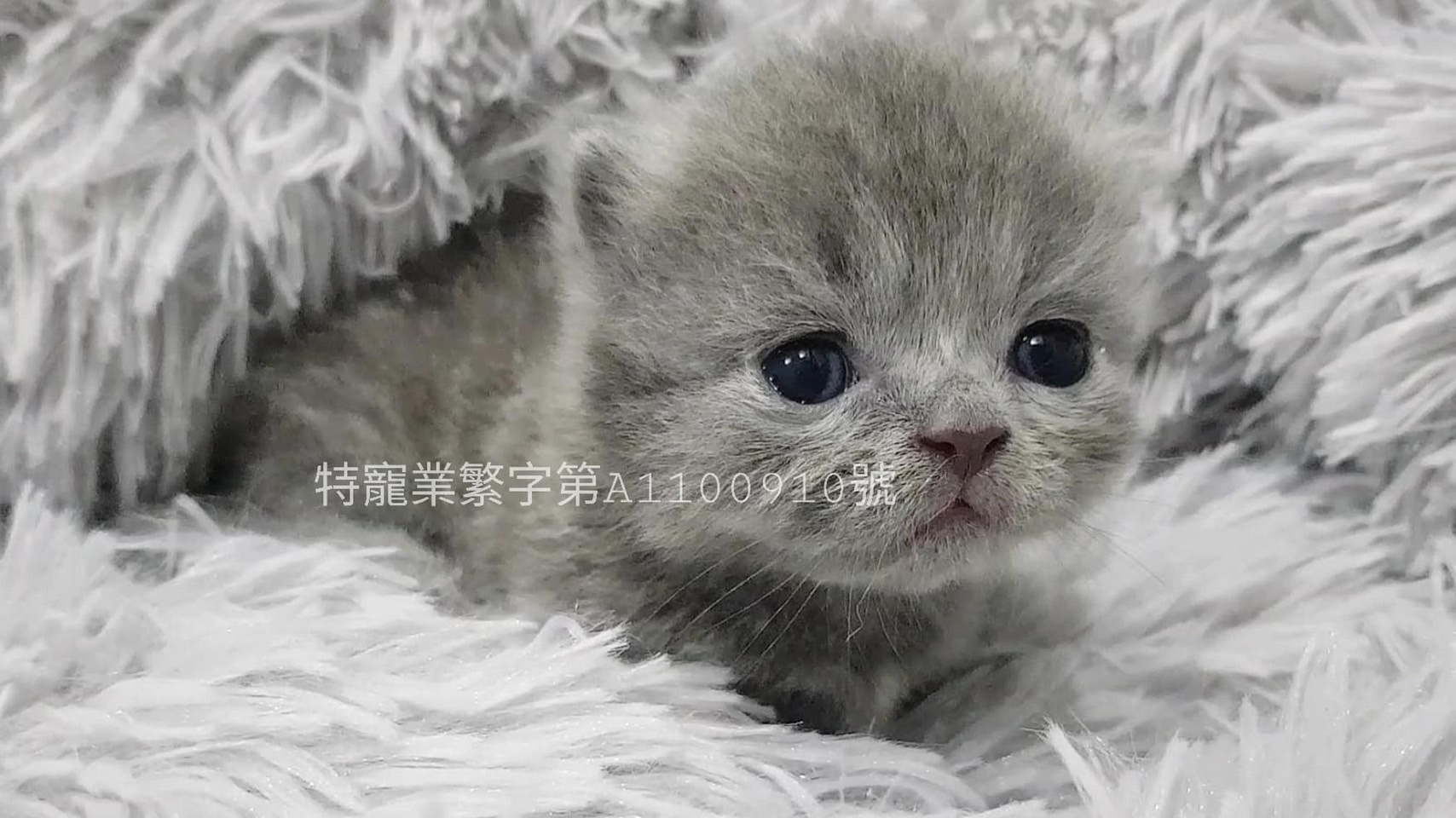 尊爵名皇／藍色粗骨架短腿曼赤肯女生