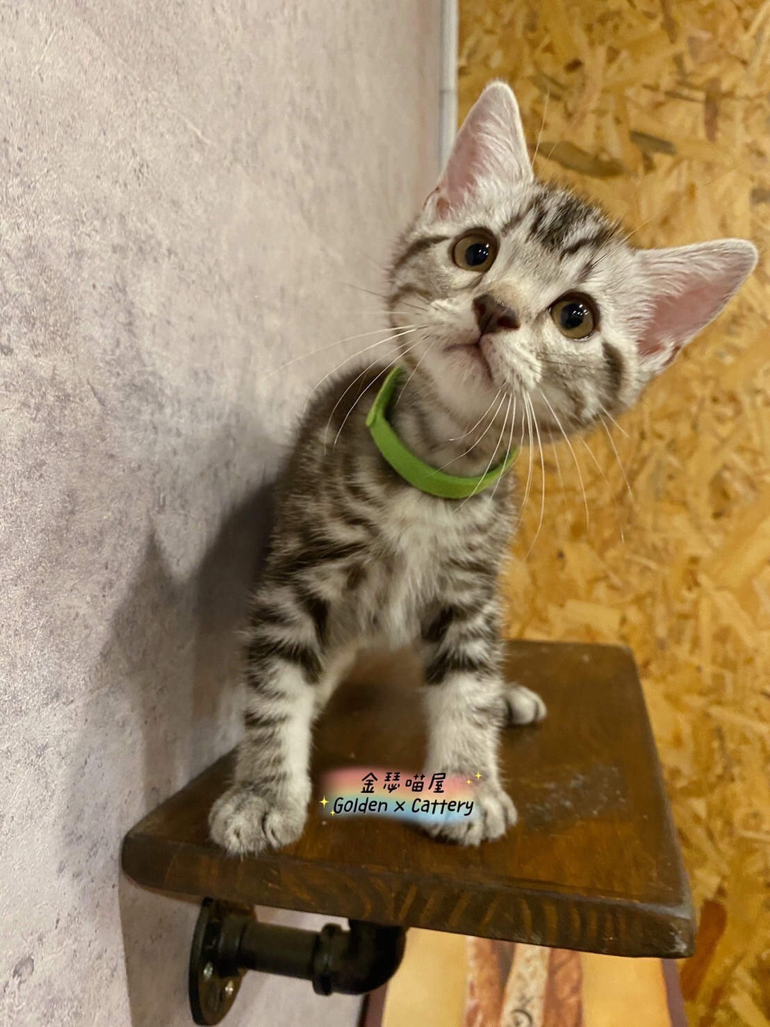 金瑟喵屋／銀白螺旋紋 美國短毛貓