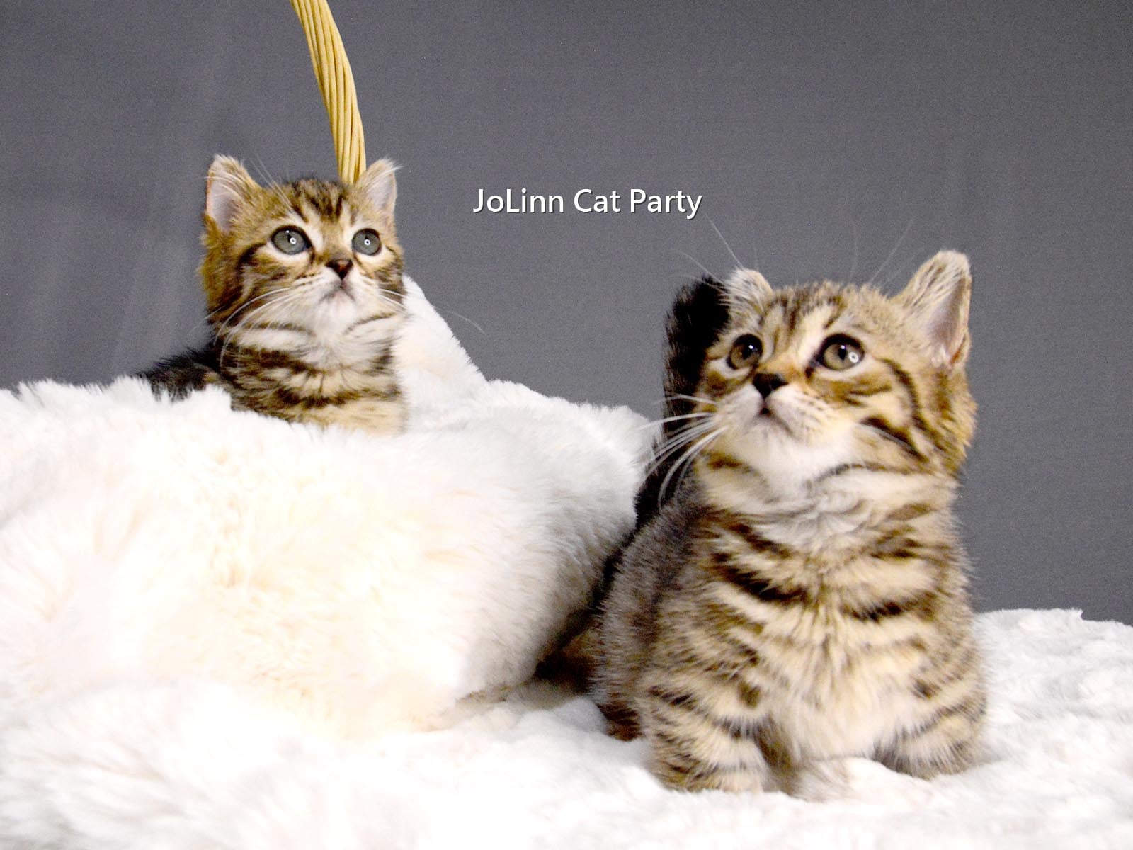 貓咪派對／豹紋曼赤肯 短腿豹貓