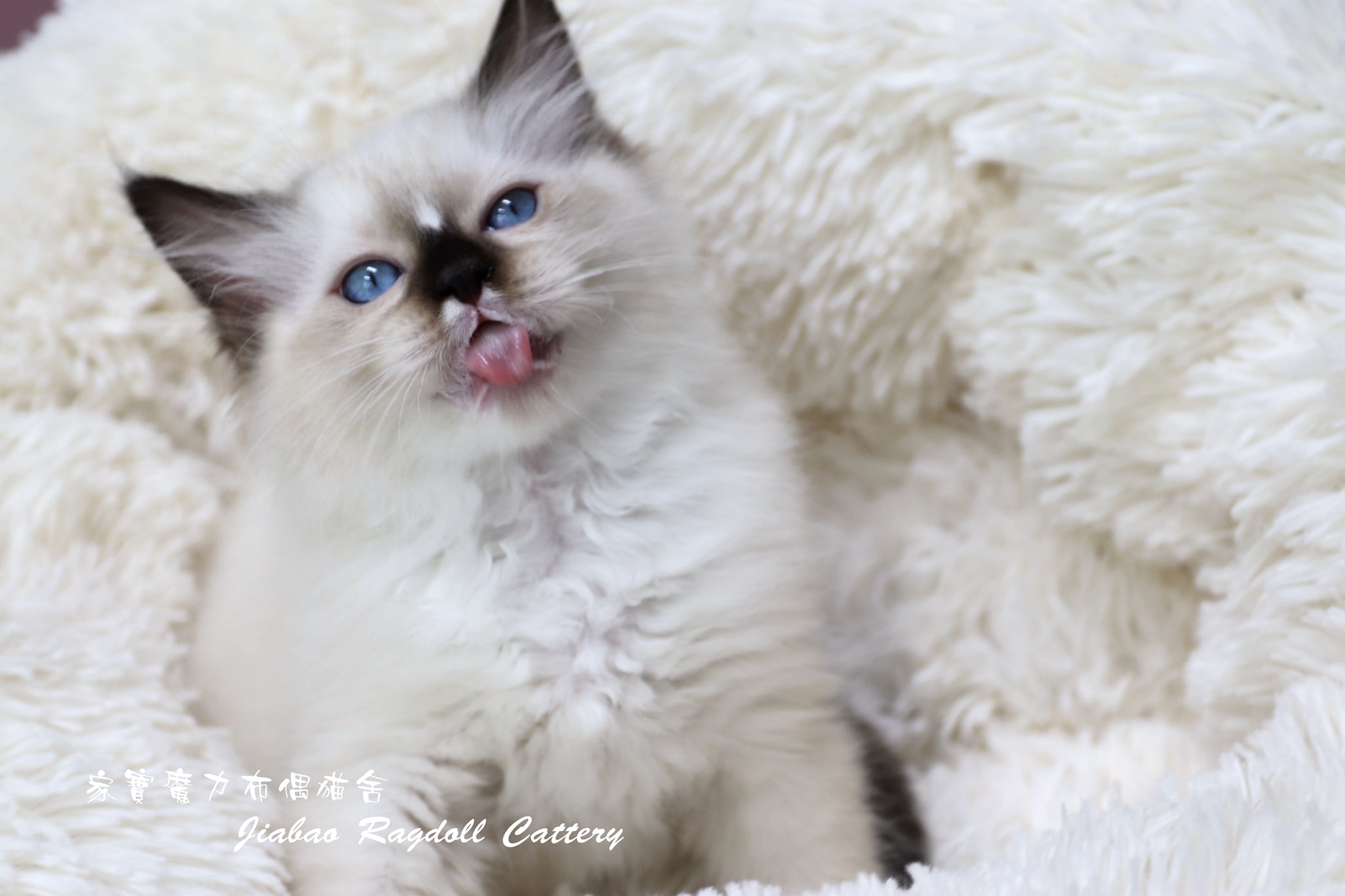 家寶寵物／海豹流星手套布偶 男生