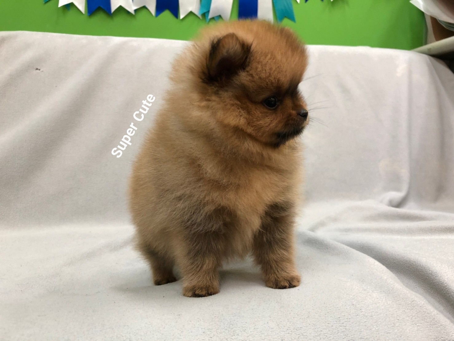 超可愛名犬社／超可愛的紅博美