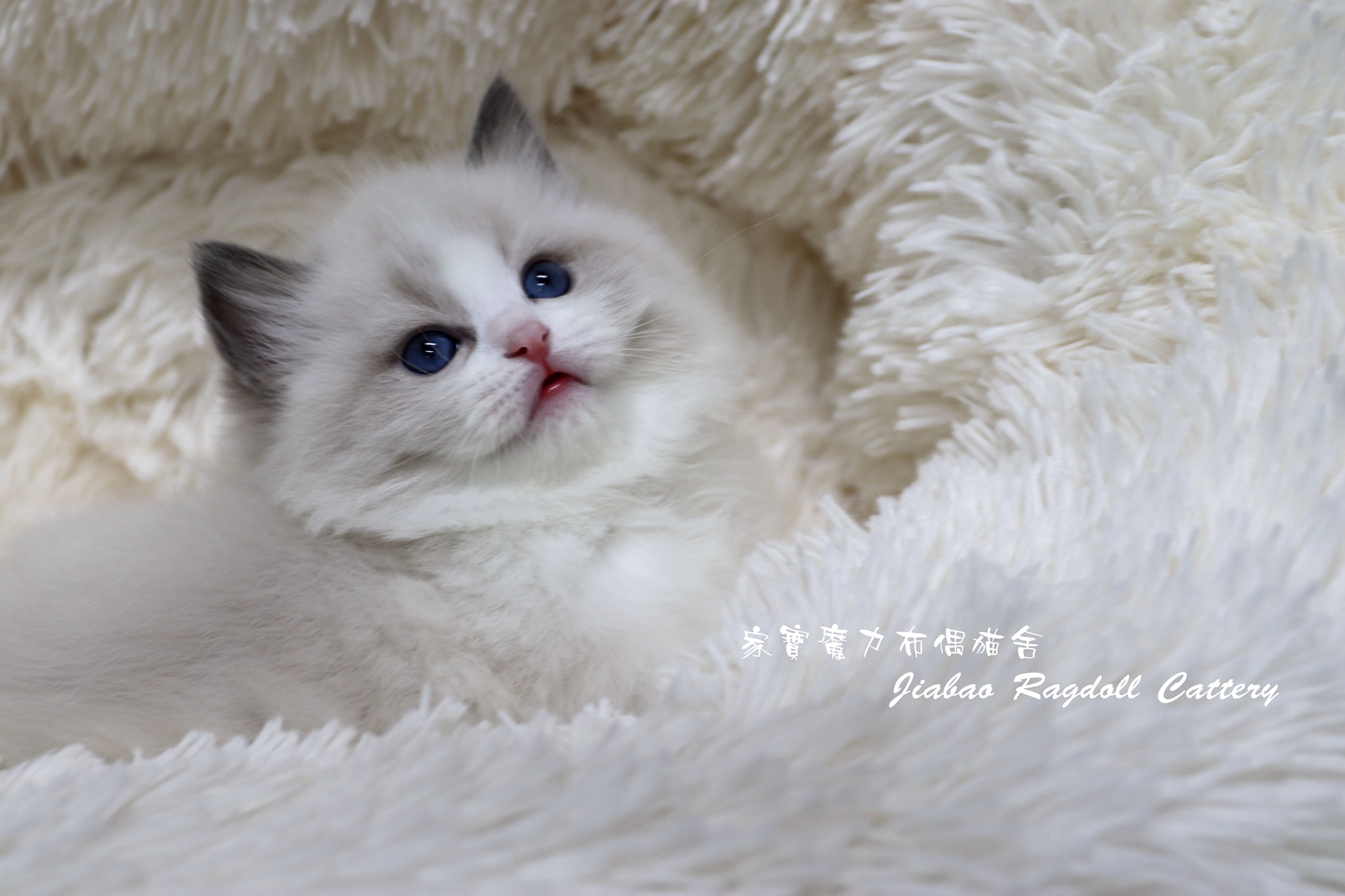 布 偶 貓 睡眠 時間 (99) 사진