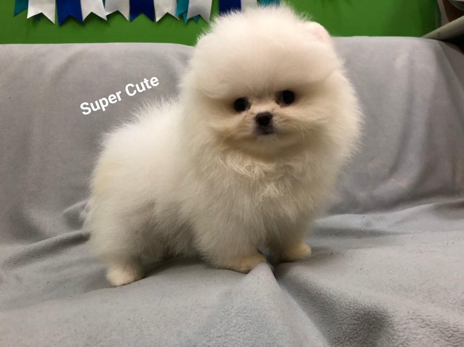 超可愛名犬社／超可愛的白博美