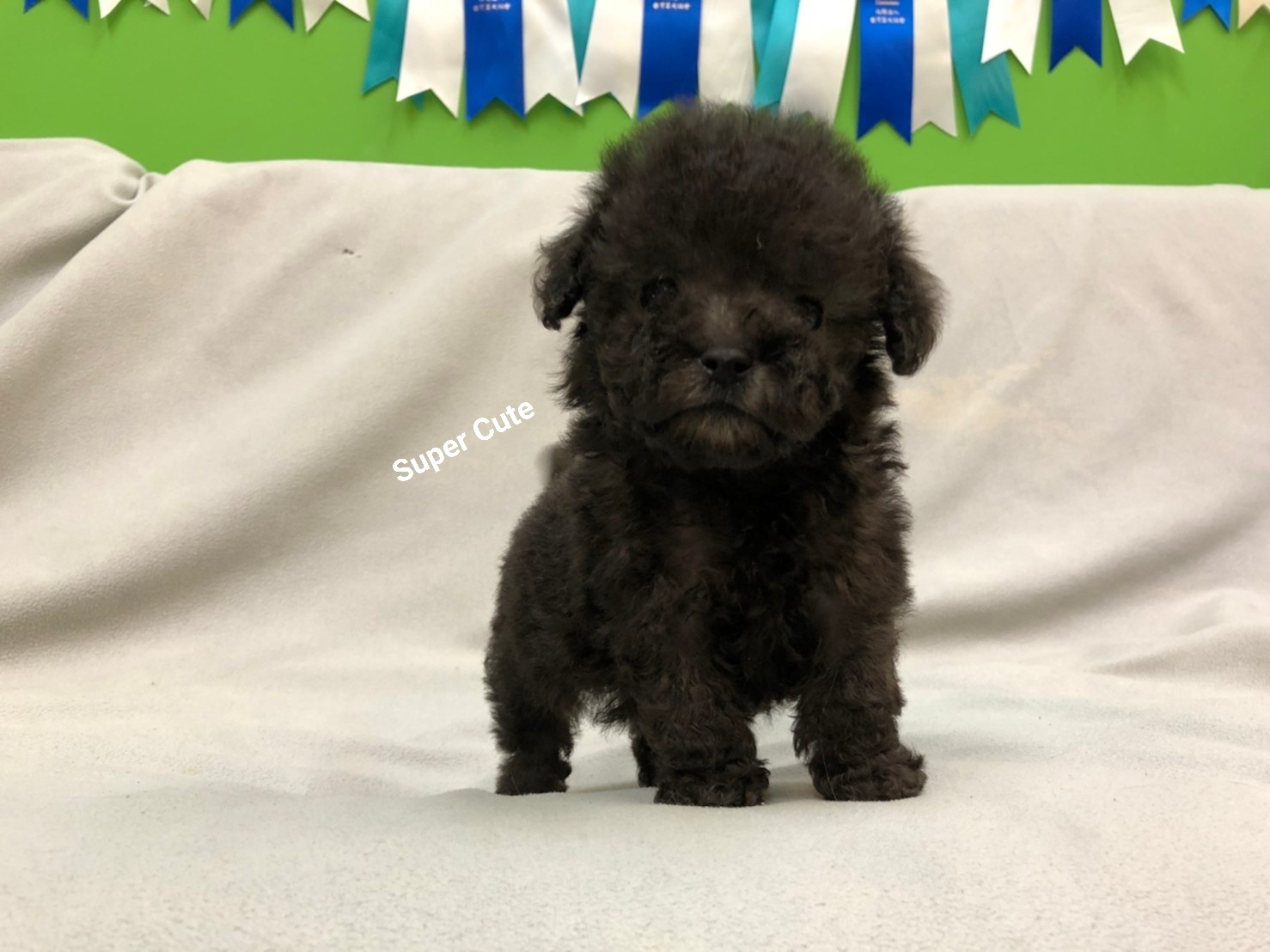 超可愛名犬社／超可愛的灰貴賓