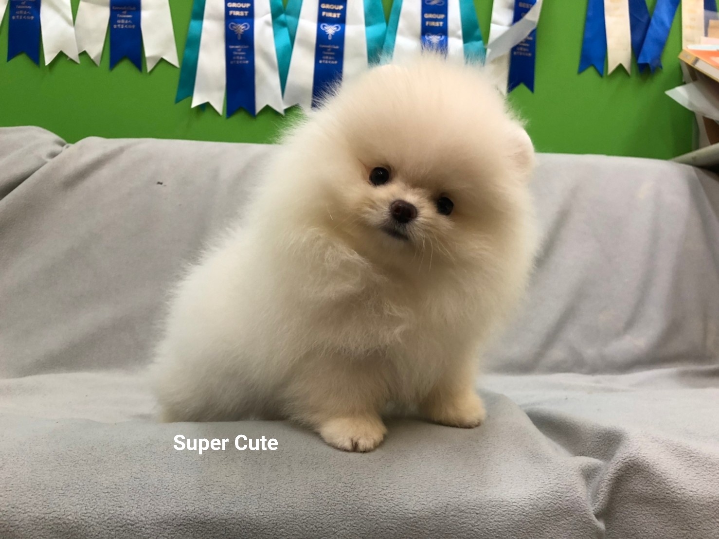 超可愛名犬社／超可愛的白博美