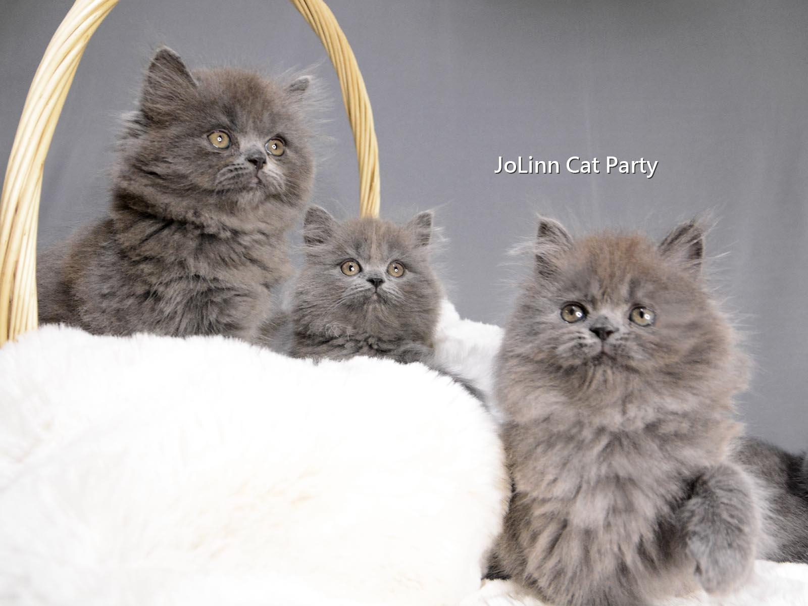 貓咪派對／藍色英國長毛貓