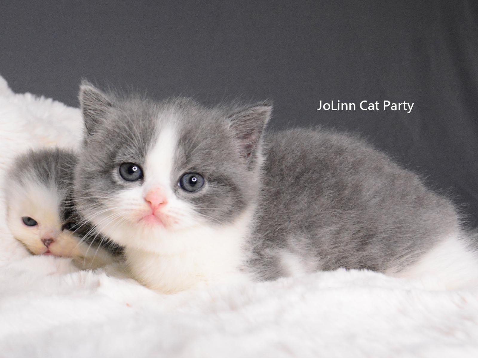 貓咪派對／藍白正賓士英國短毛貓