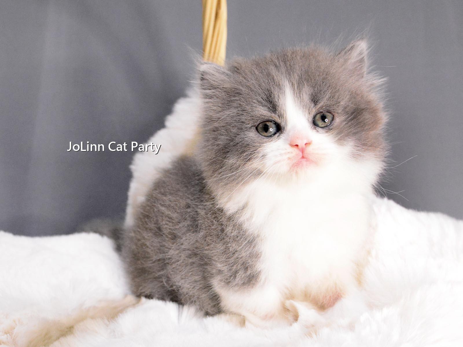 貓咪派對／藍白正賓士 英國長毛貓