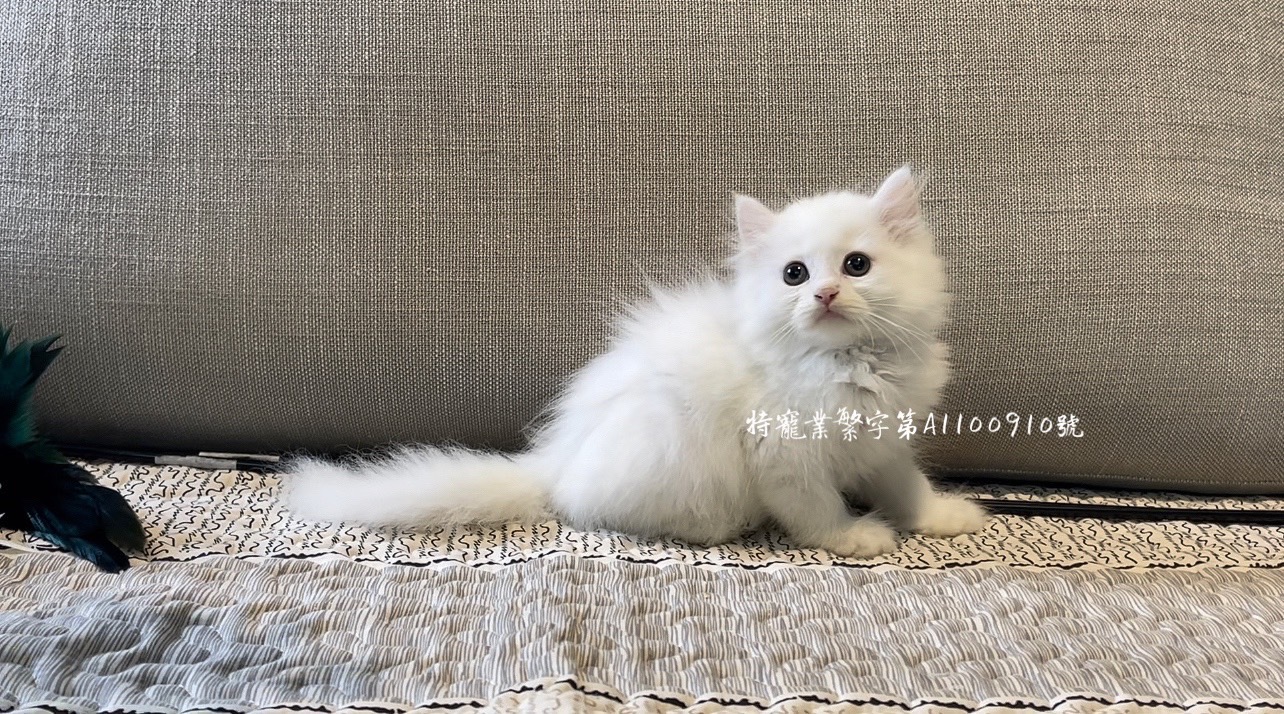 尊爵名皇／萌翻爆毛波絲貓