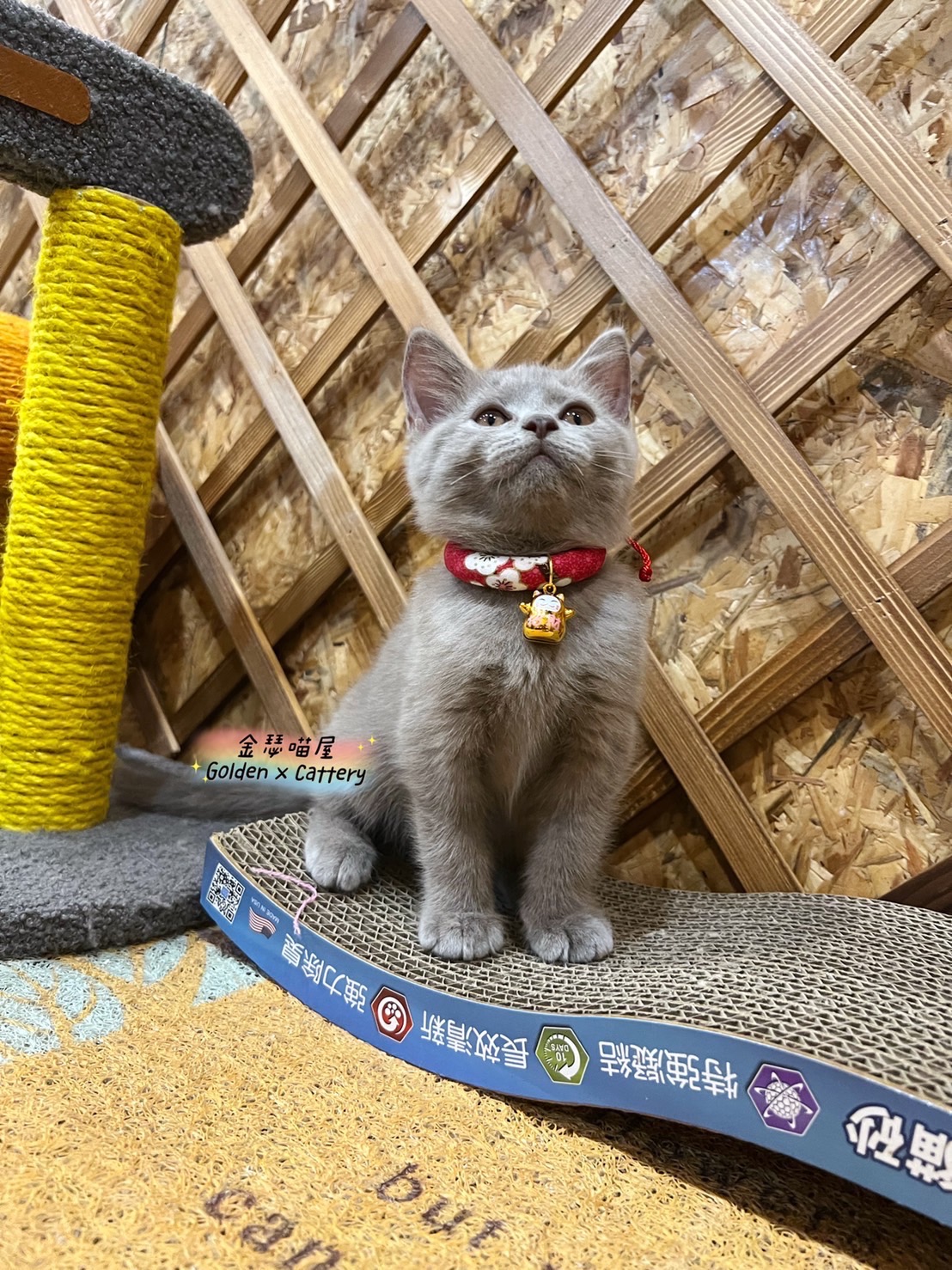 金瑟喵屋／紫丁香英短弟弟