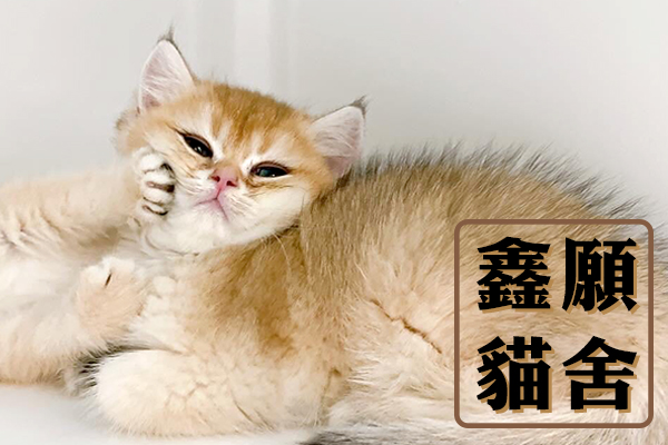 嚴選合法寵物店-鑫願貓舍