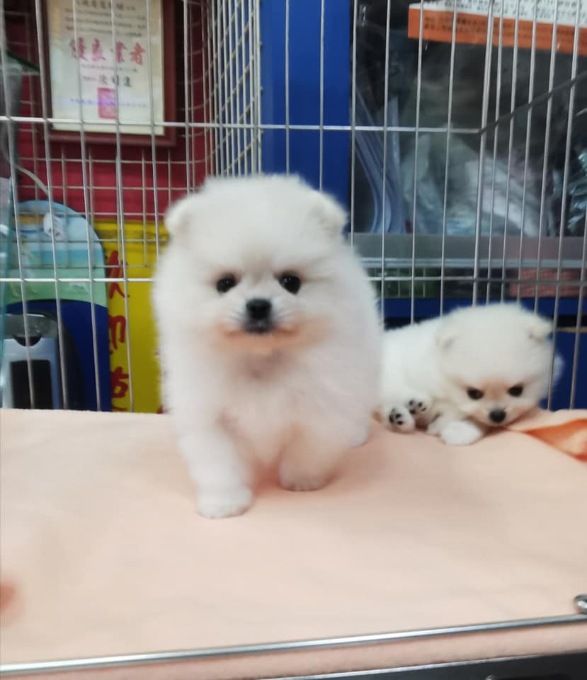 欣愛精品寵物生活館／爆毛漂亮 小型 白博美