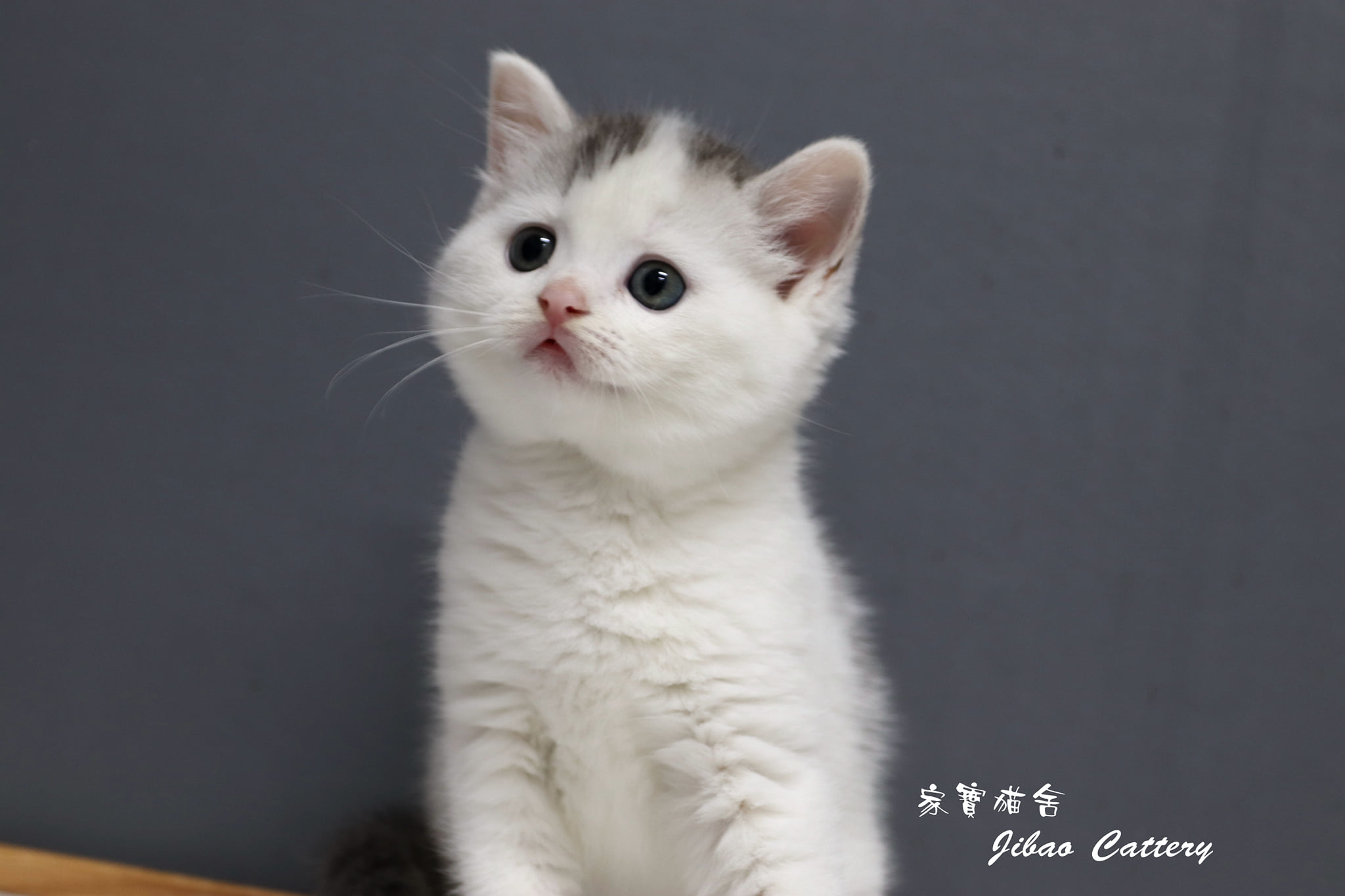 家寶寵物／銀虎斑多白 英短女生