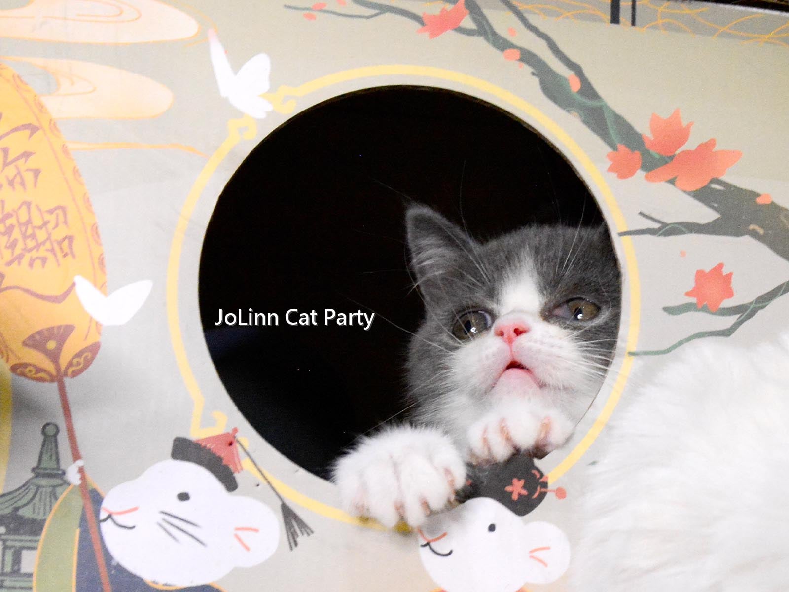 貓咪派對／藍白賓士 英國短毛貓