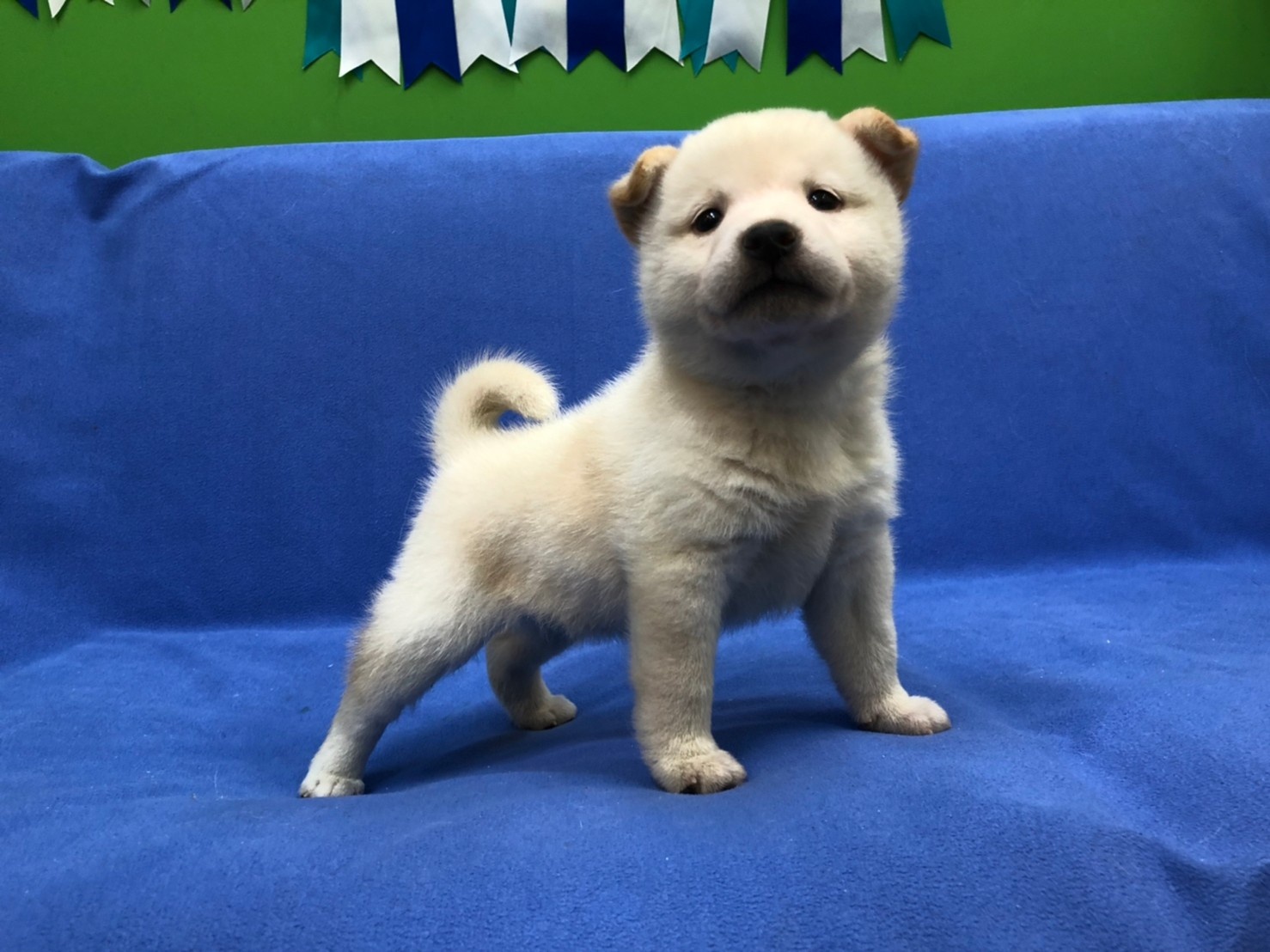 超可愛名犬社／超可愛的小白柴