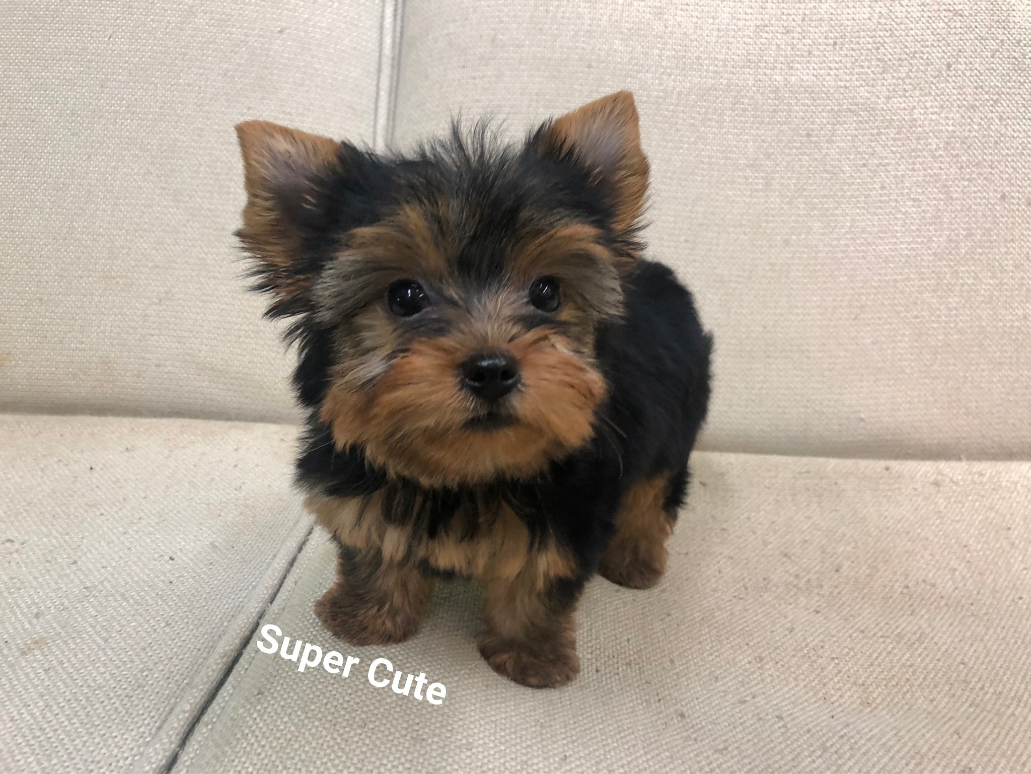 超可愛名犬社／超可愛的約克夏