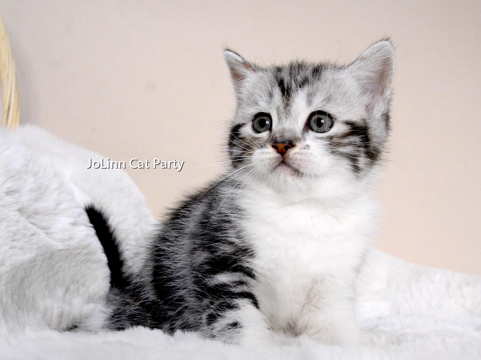 貓咪派對／肥嫩嫩!圓滾滾!銀白美短加白