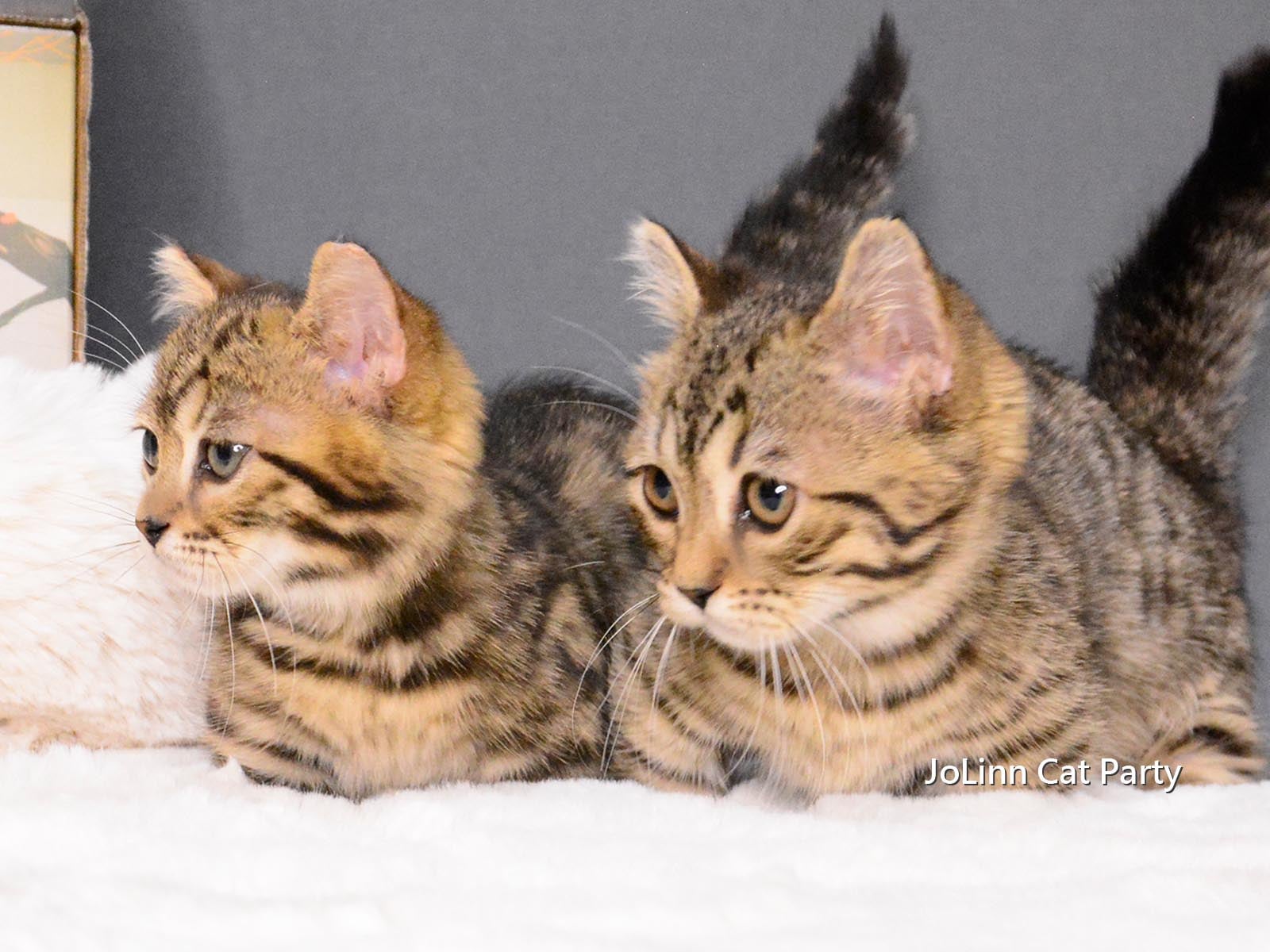 貓咪派對／豹紋 曼赤肯短腿貓