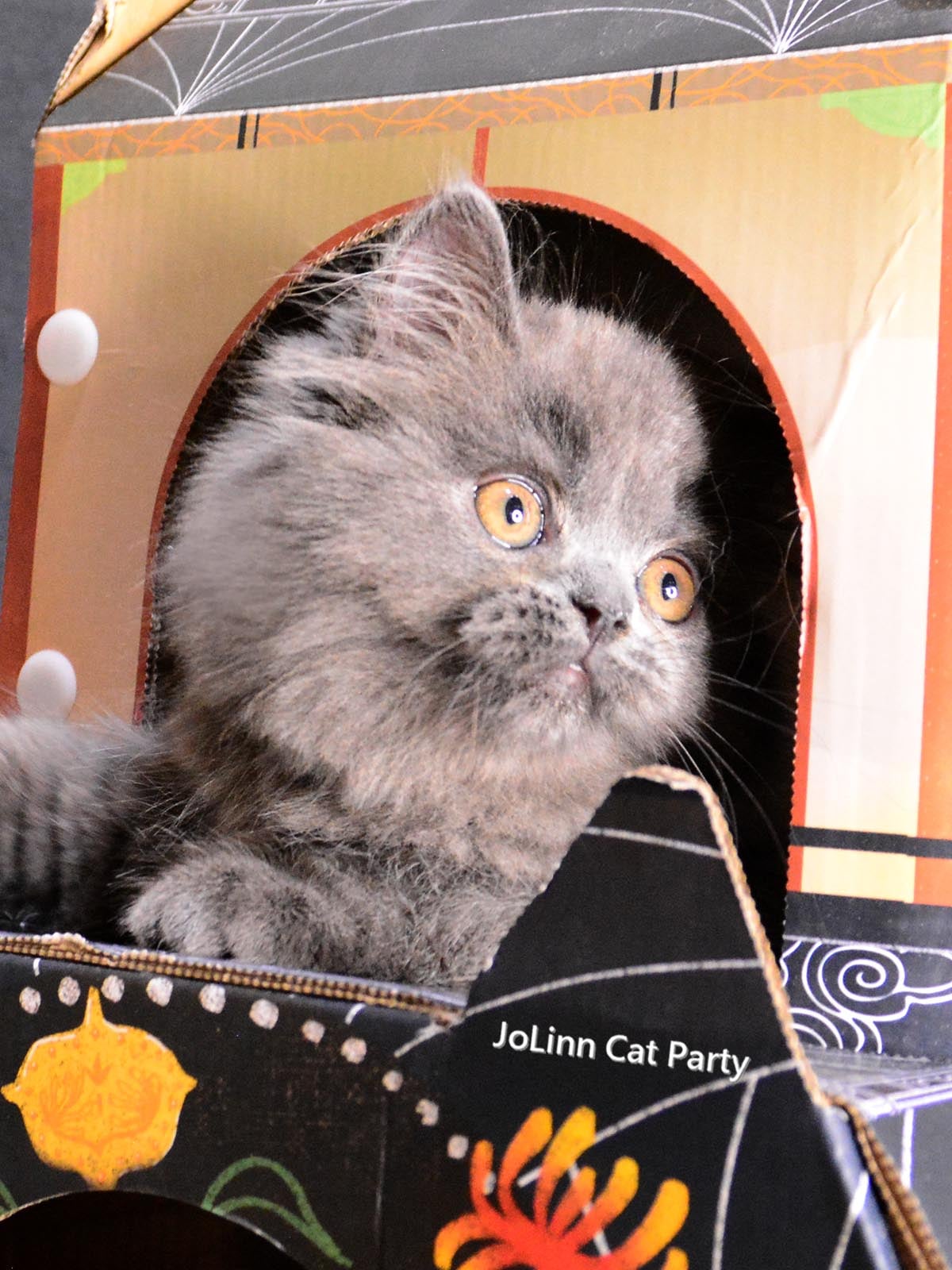 貓咪派對／炸毛藍色小毛球 英國長毛貓