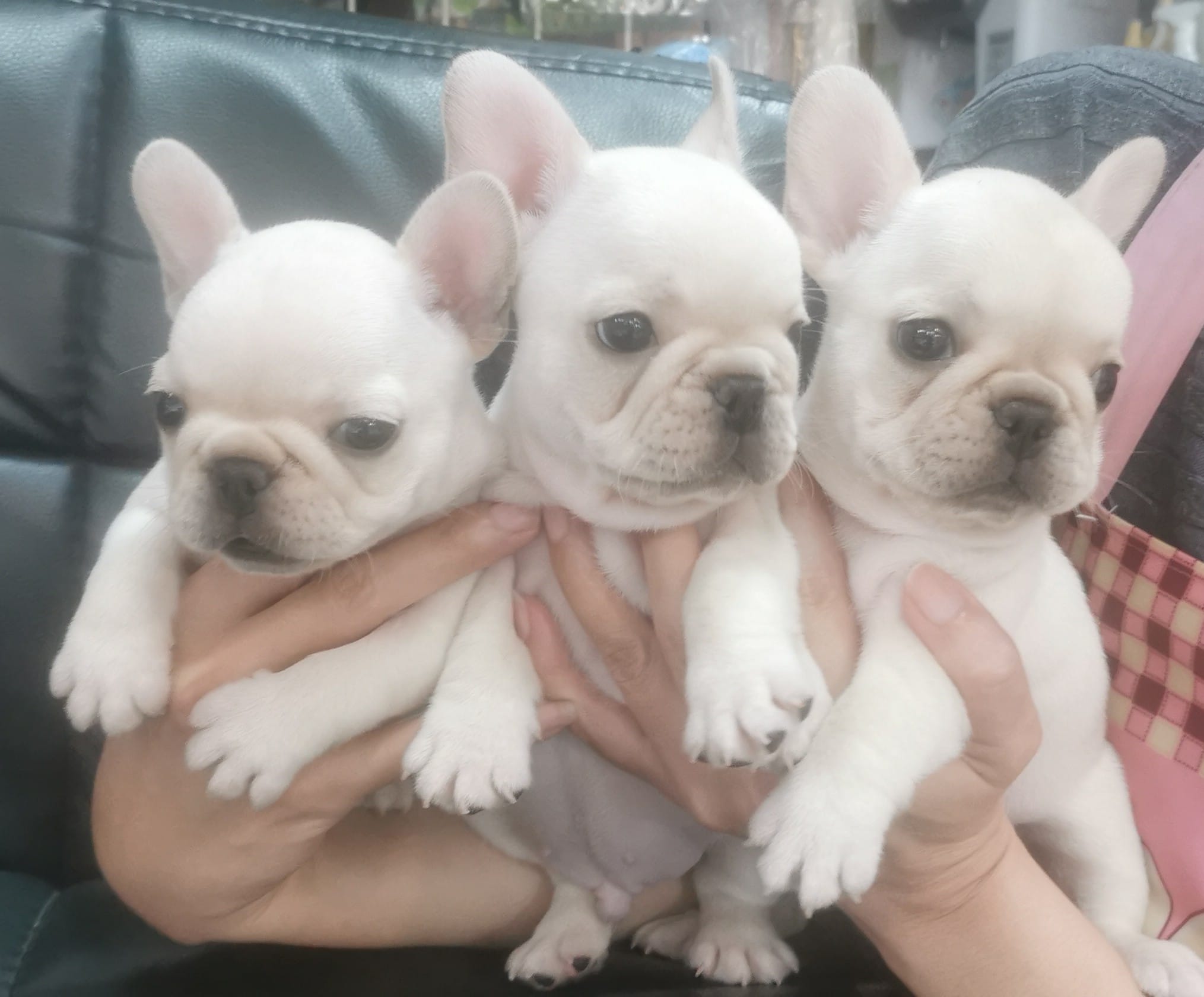 欣愛精品寵物生活館／頂級小體型 漂亮法鬥