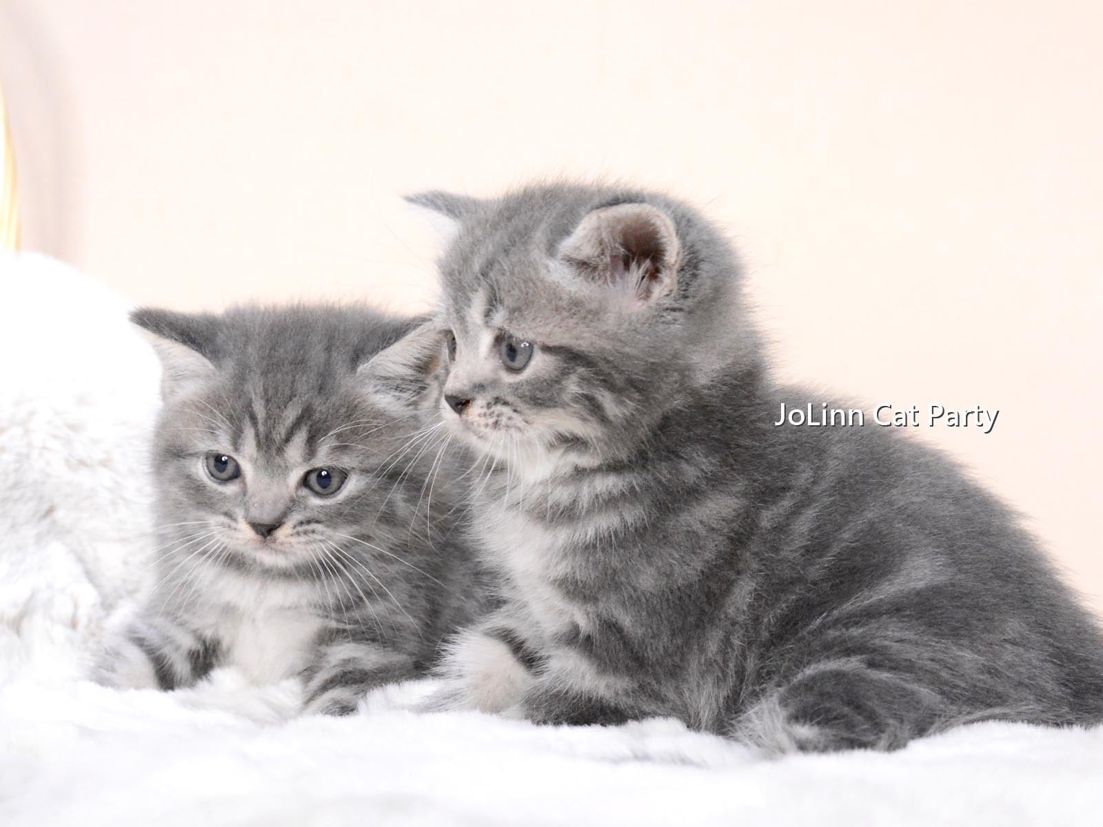 貓咪派對／超肥嫩 藍虎斑美國短毛貓