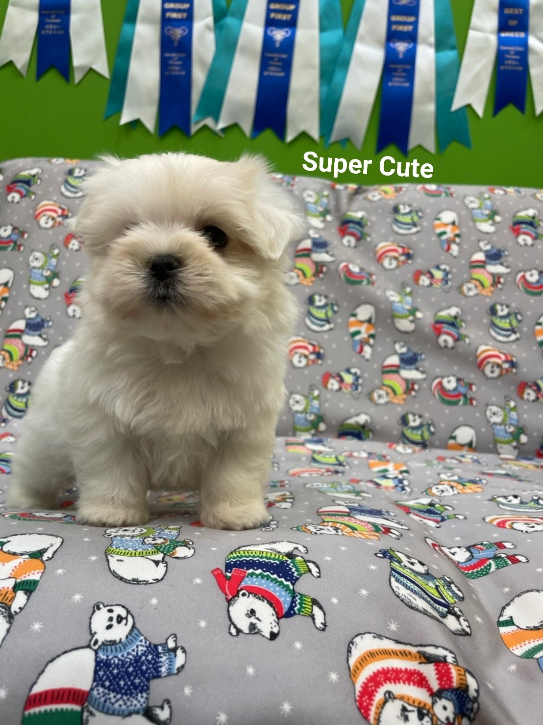 超可愛名犬社／超可愛的瑪爾幼犬