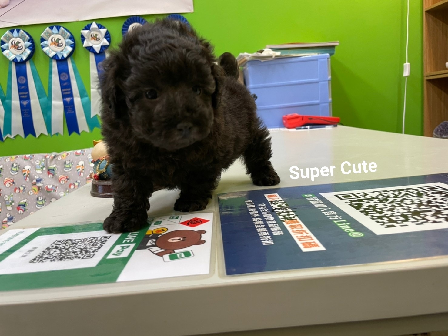 超可愛名犬社／超可愛的灰貴賓