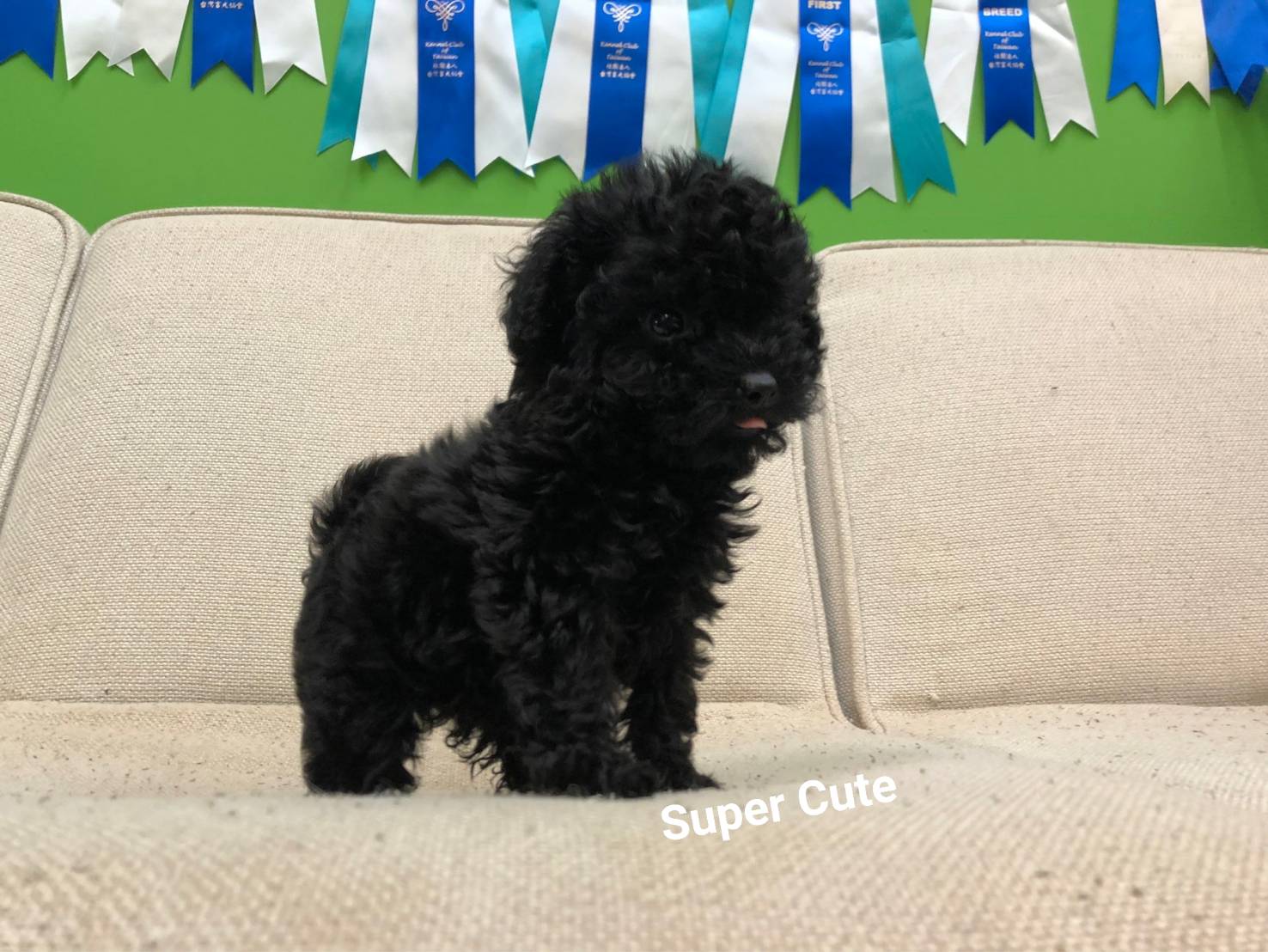 超可愛名犬社／超可愛的黑貴賓