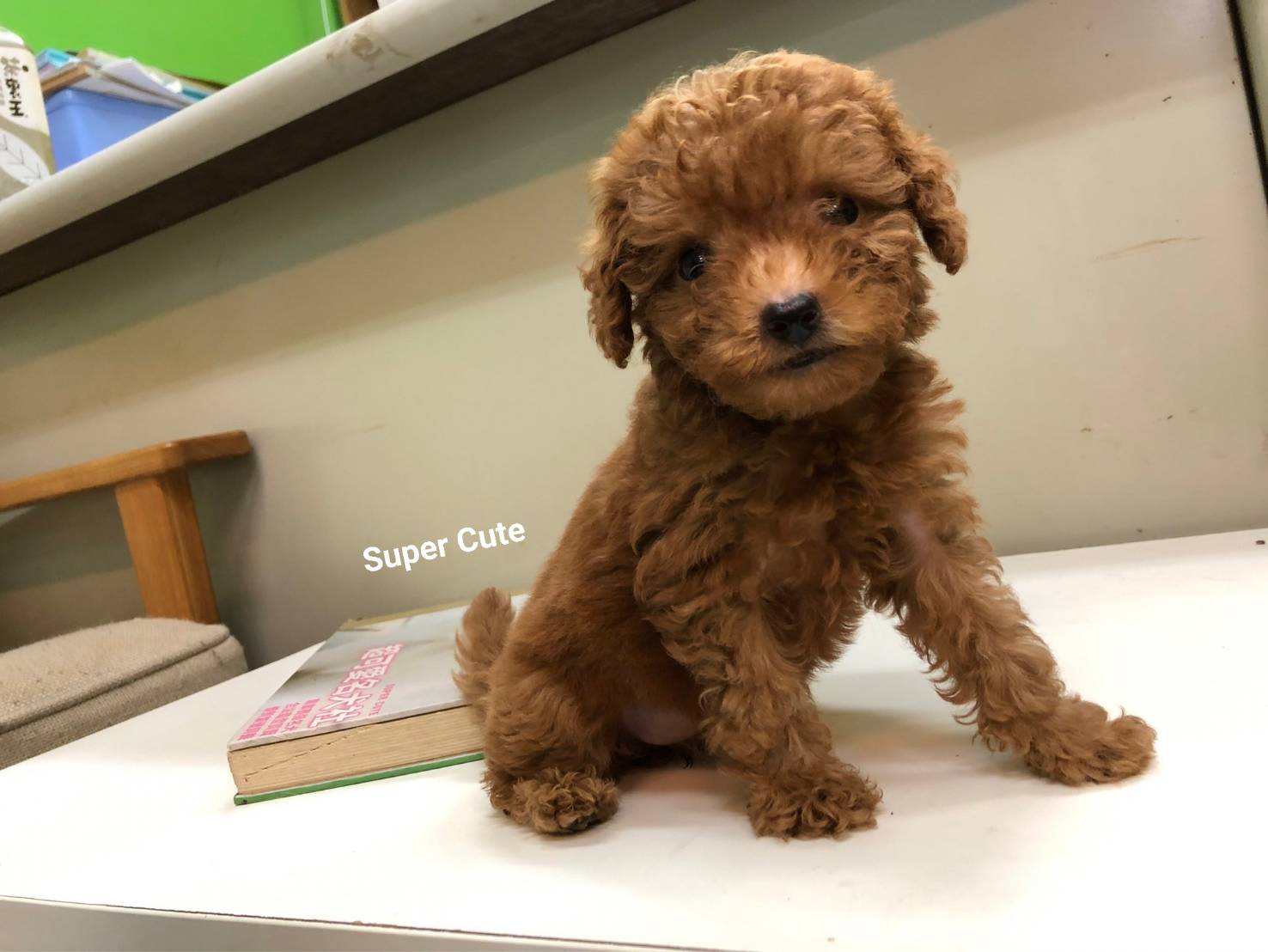 超可愛名犬社／超可愛的紅貴賓