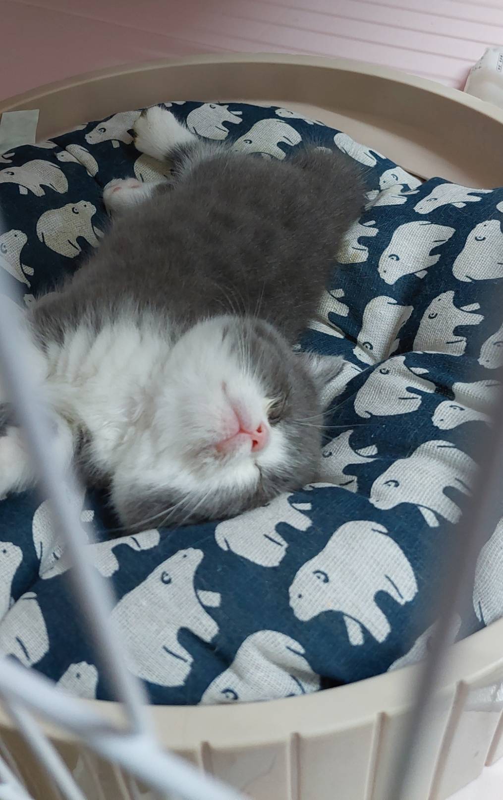 阿寶貝貝喵喵小舖／藍白賓士曼赤肯短腿貓