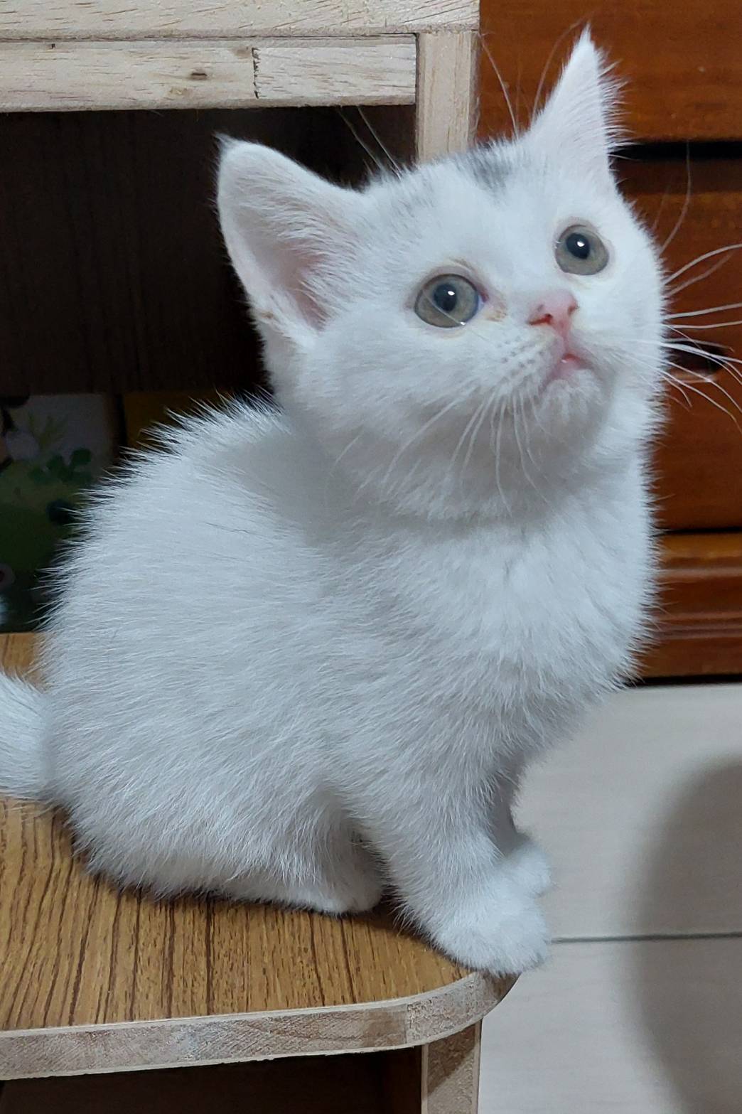 阿寶貝貝喵喵小舖／英國短毛貓小美女