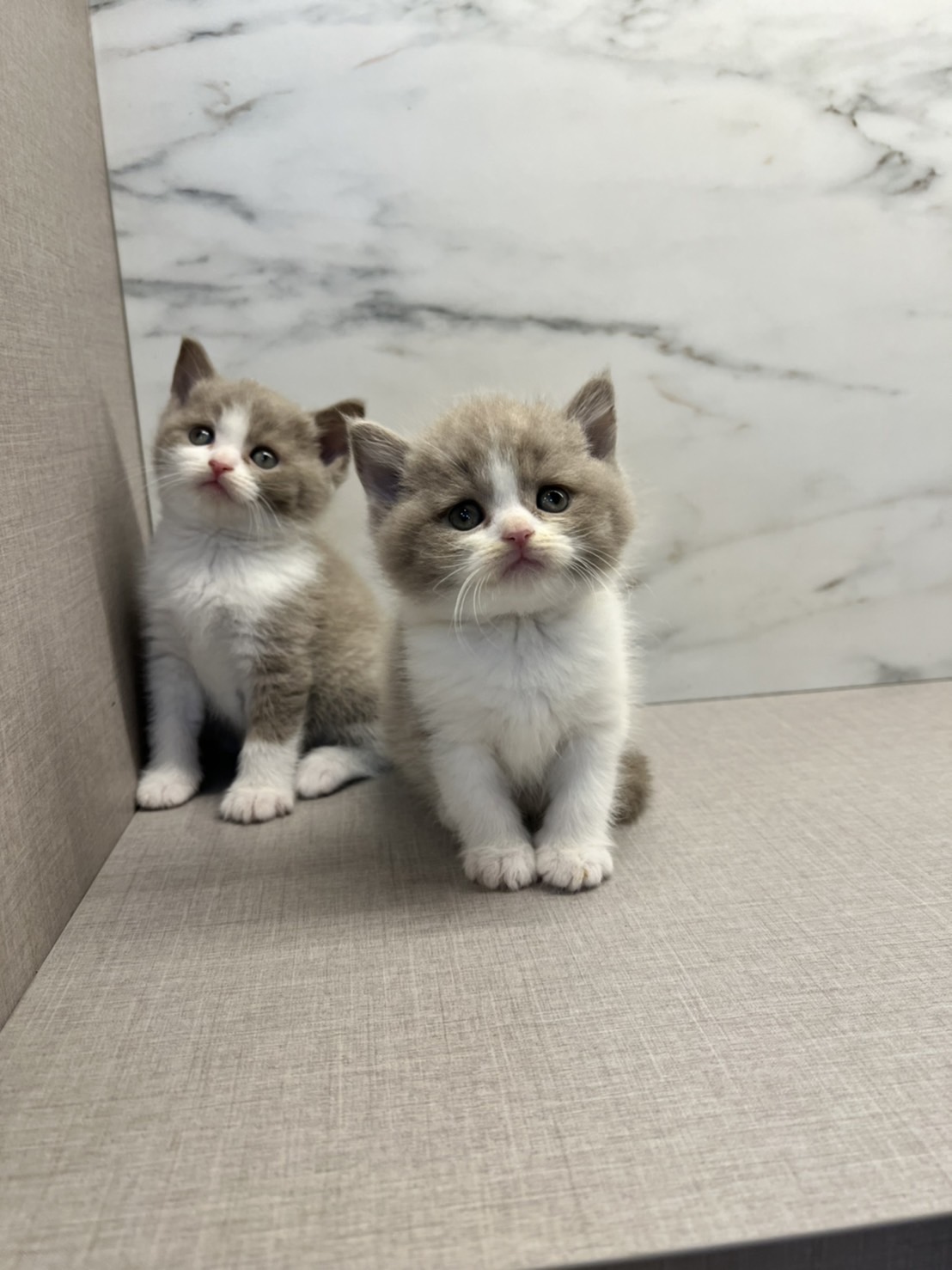 野獸派貓舍／紫丁香賓士弟弟