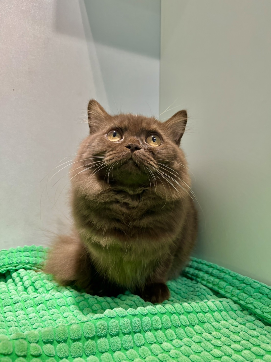 野獸派貓舍／巧克力色英國長毛貓妹妹