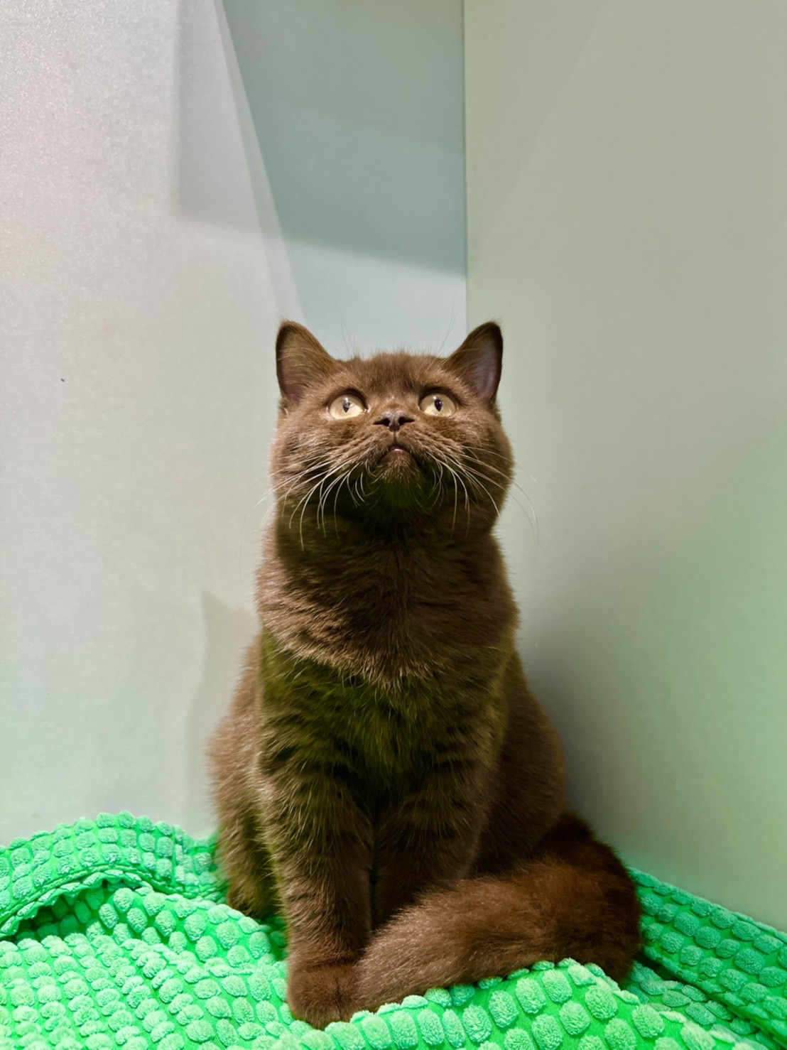 野獸派貓舍／巧克力色英國短毛貓妹妹