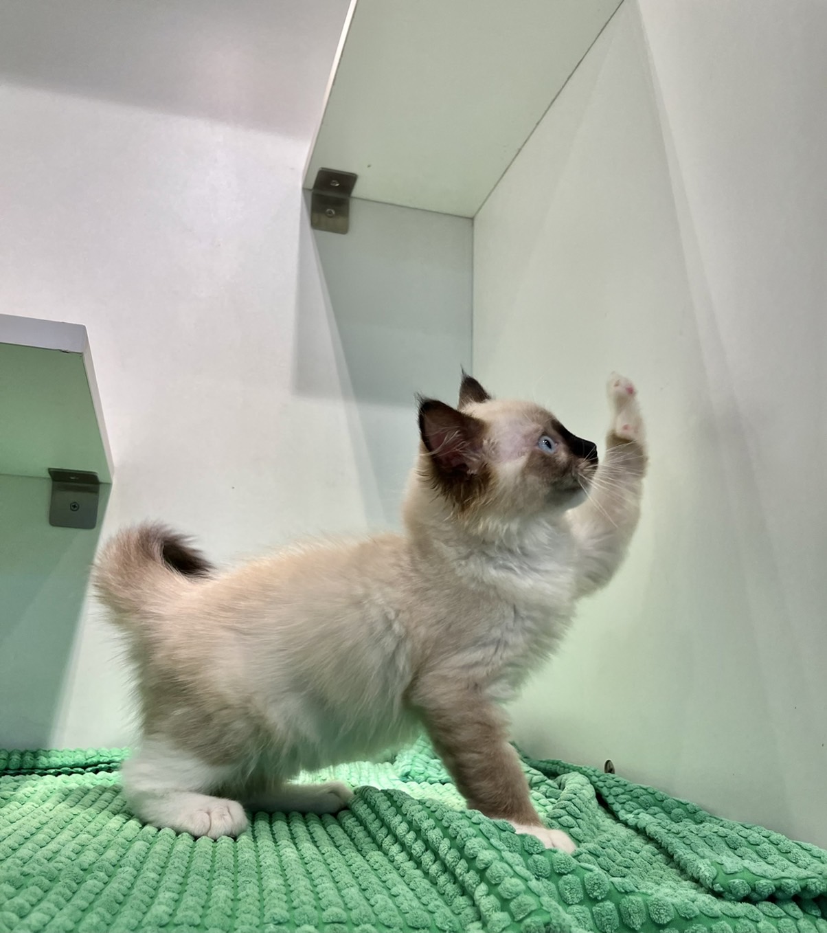 野獸派貓舍／布偶貓 重點色 弟弟