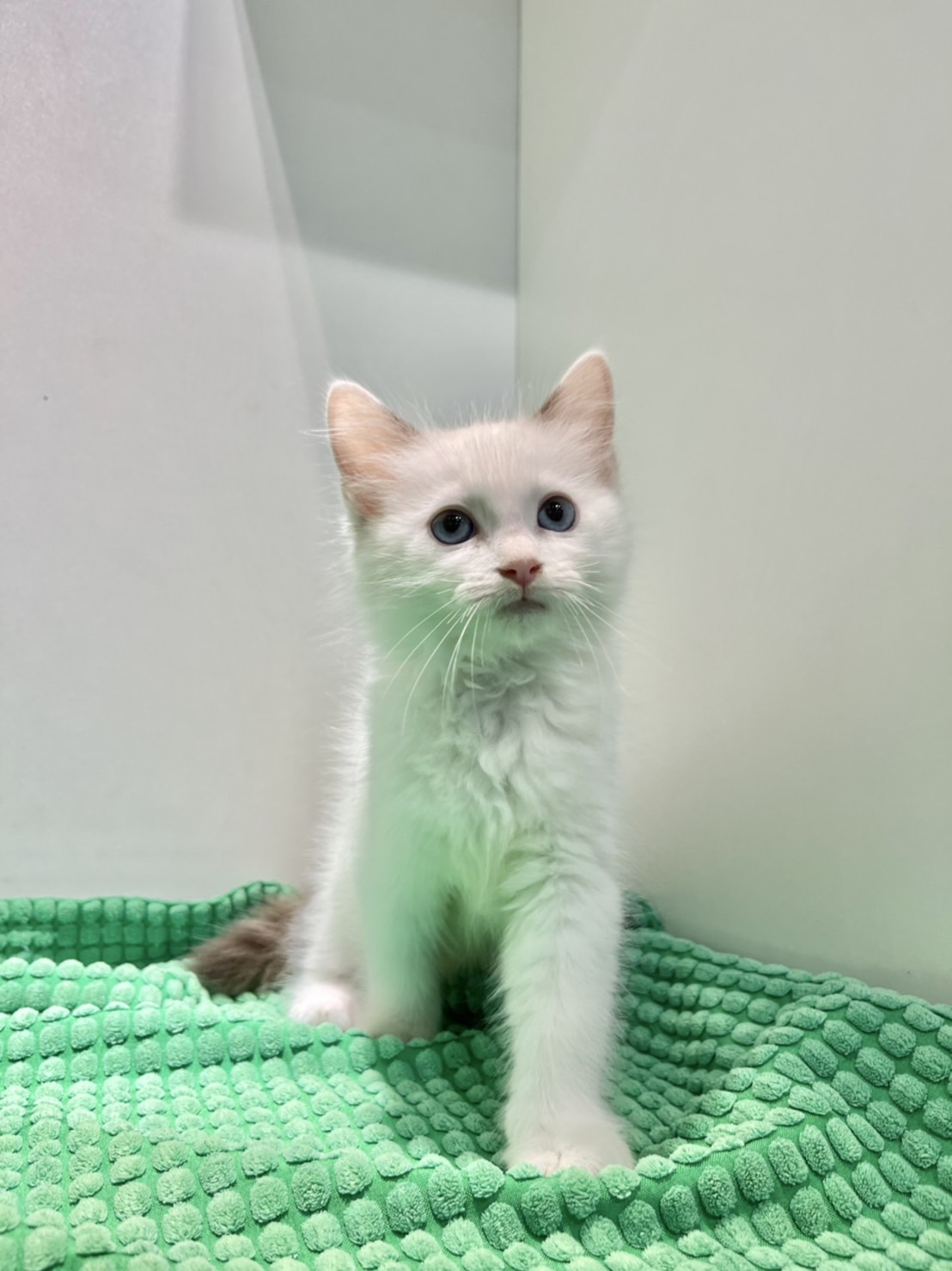 野獸派貓舍／布偶貓 雙色妹妹