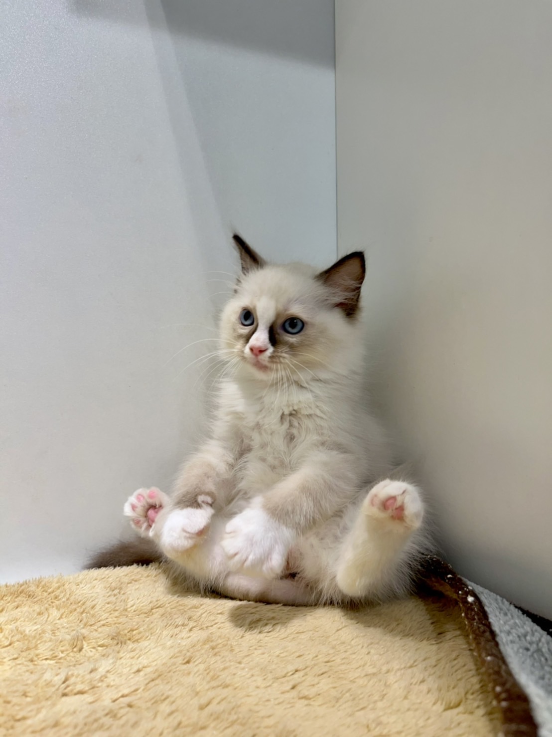 野獸派貓舍／布偶貓 海豹弟弟